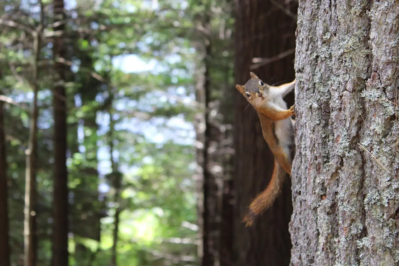 Chasing Squirrels - Shiny Object Syndrome. A squirrel that paused on a tree staring at the camera.